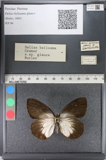 Media type: image;   Entomology 128302